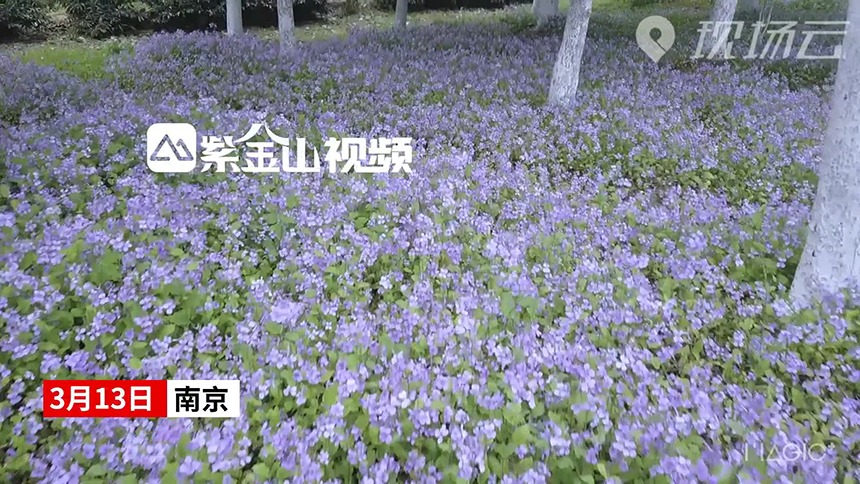 “紫气”东来  二月兰开