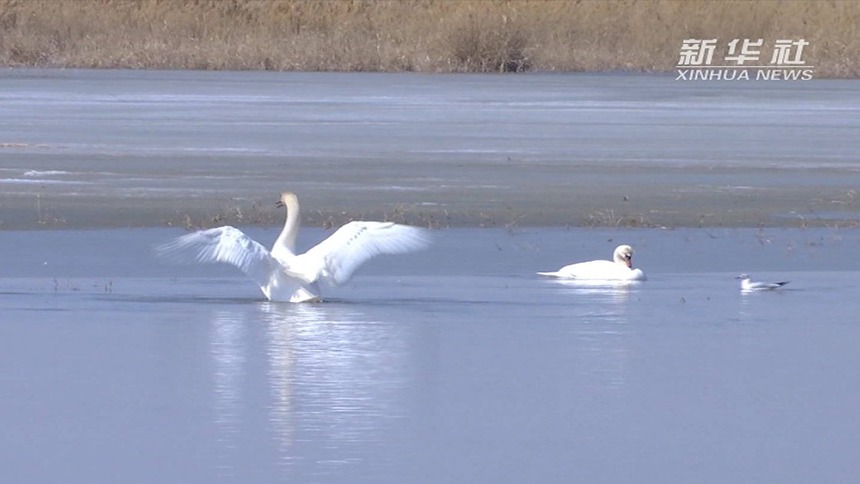 千鸣百啭 大批候鸟翔集乌梁素海