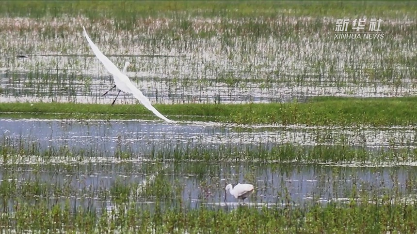 云南香格里拉：夏日纳帕海白鹭飞