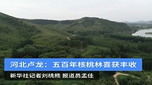 河北卢龙：五百年核桃林喜获丰收