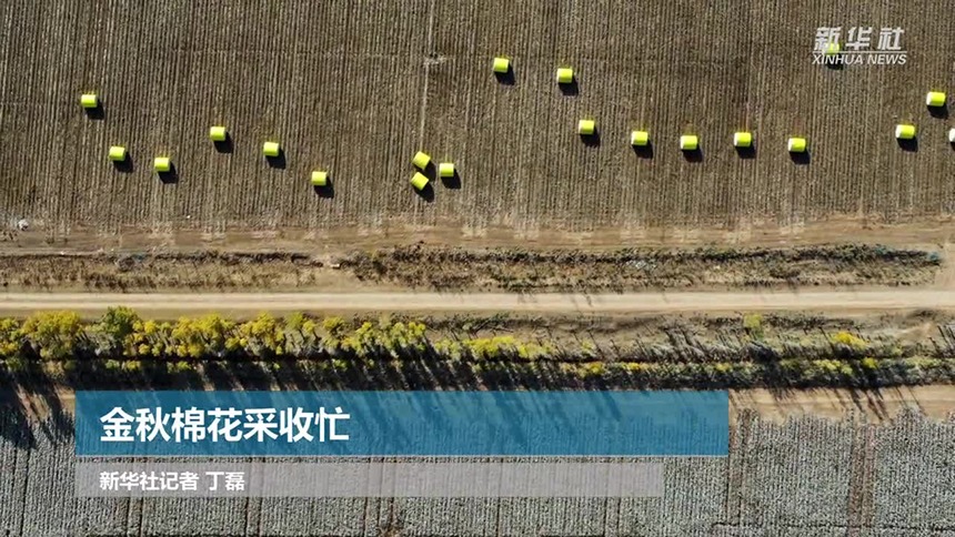 金秋棉花采收忙
