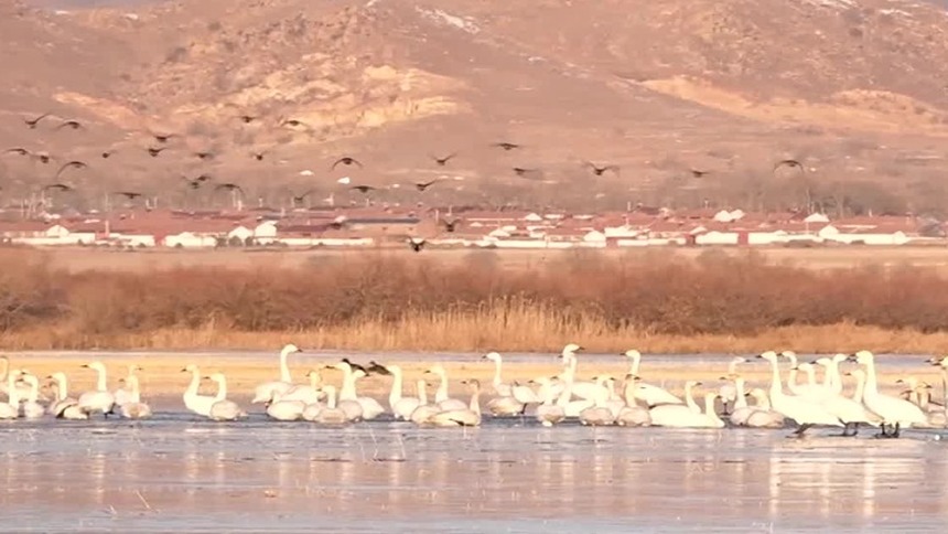 内蒙古岱海迎来首批北归候鸟